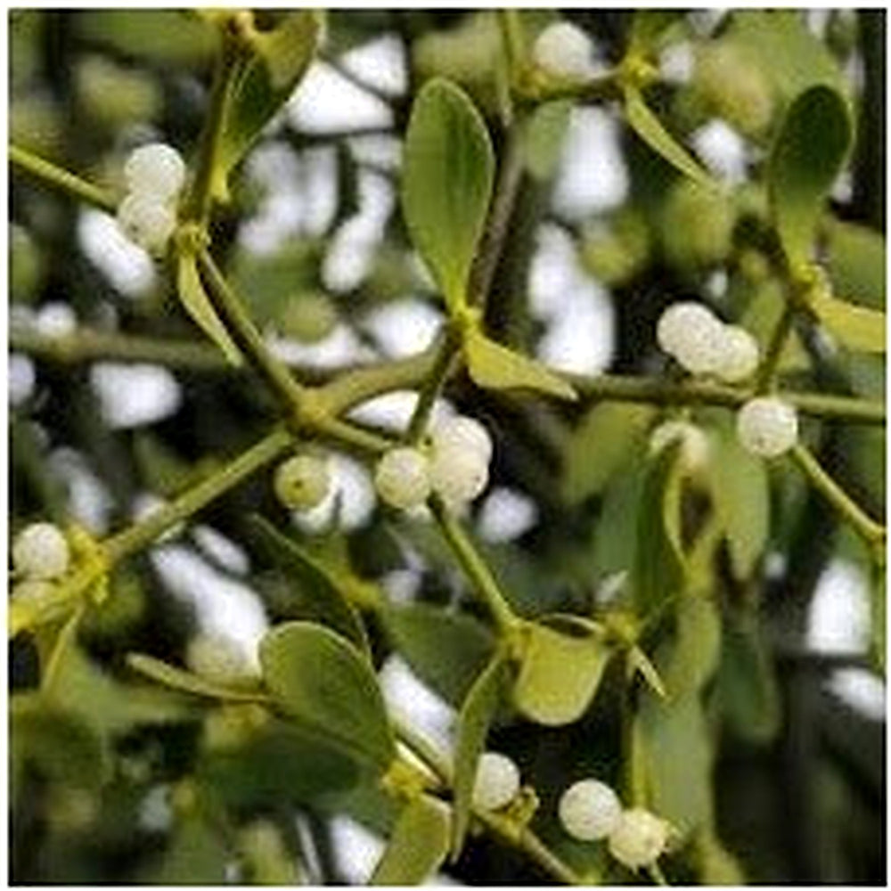 Mistletoe White Plant Seeds for Planting [neera-v5-5b2594a181fce7d3432a]