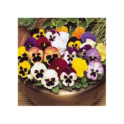 Organic Heirloom Multi Colour Pansy Flower Seeds for Planting [neera-v5-5b2e878cd1216a8a2652]