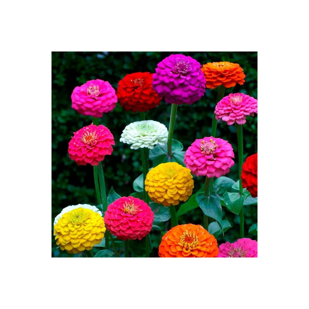 Lilliput Zinnia Zinnia Elegans Flower For Compact Garden Borders And Colorful Planting Flower Seeds [neera-v5-5b34b49b23c7f6deece6]
