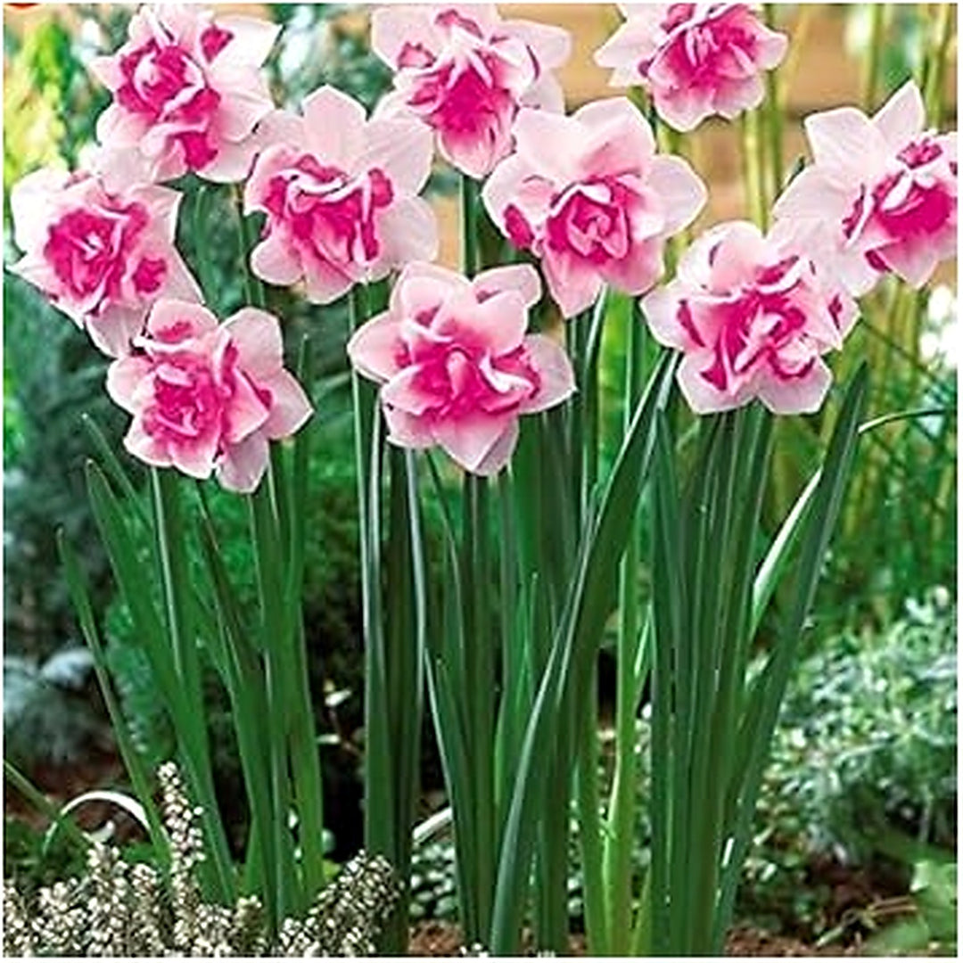 Pink Daffodils Flower Seeds for Planting [neera-v5-5b418a4d3c8fb7201ed6]