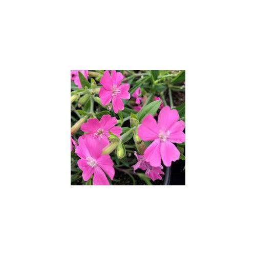Silene Caroliniana Seeds [neera-v5-5b421d85b8b6d94aa6bf]