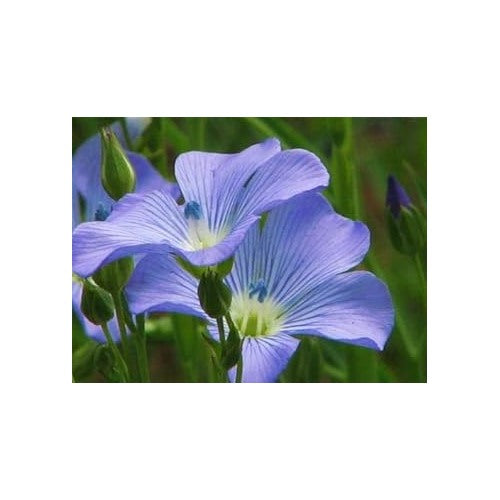 Blue Flax Flower Seeds for Planting [neera-v5-5b434e85a3dda4d8b3c4]
