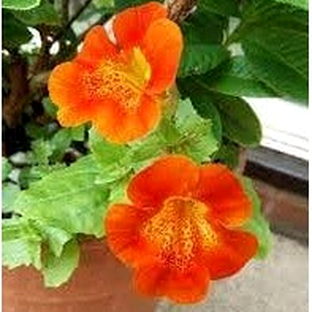 Heirloom Mimulus Flower Seeds, Non-GMO Monkey Flower Blooms for Moist and Shaded Garden Planting [neera-v5-5b4408f27ed95f93e631]