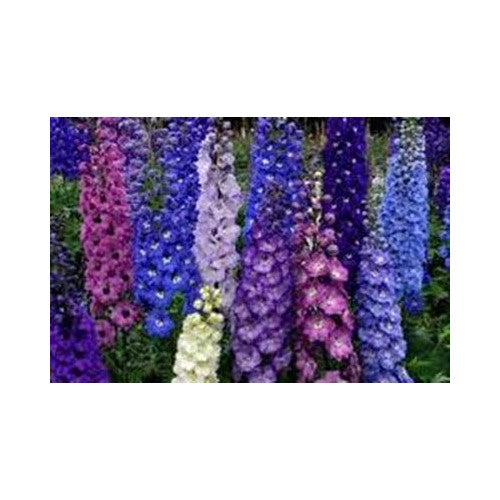 Delphinium Giant Imperial Mix Striking Mixed Colors Heirloom Non Gmo Flower Seeds Home Garden [neera-v5-5b44660db144fa1f81e9]