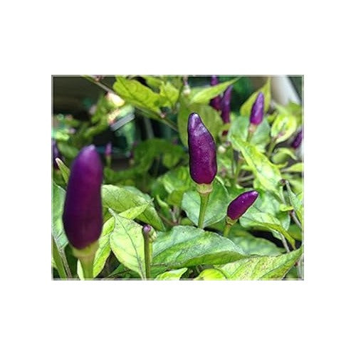 Pepper Seeds for Planting, 100 pcs [neera-v5-5b46dcce283ea7523bc0]