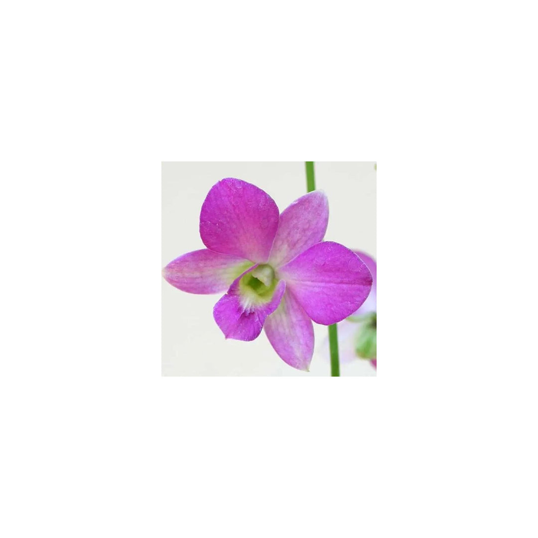 Lavender Dendrobium Flower For Planting Non Gmo Flower Seeds for Home Garden Planting, Ornamental [neera-v5-5b4b97c9657134cf8cf2]