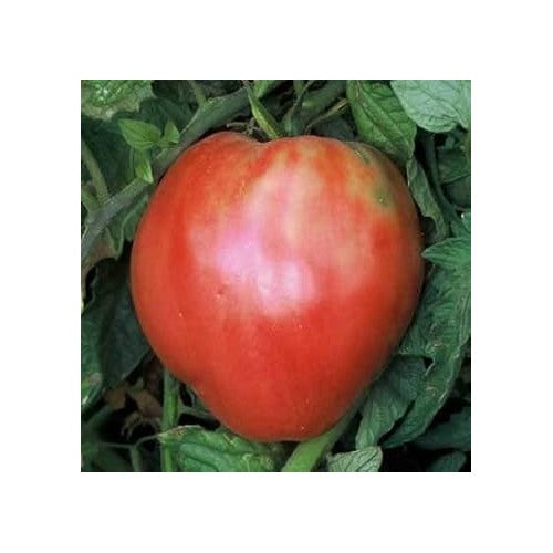 Red Oxheart Tomato Seeds for Planting [neera-v5-5b4c43a91b831dfb7289]