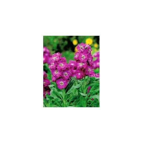 Heirloom Non-GMO Mini Matthiola Incana Flower Seeds [neera-v5-5b57c917ea63472394e8]