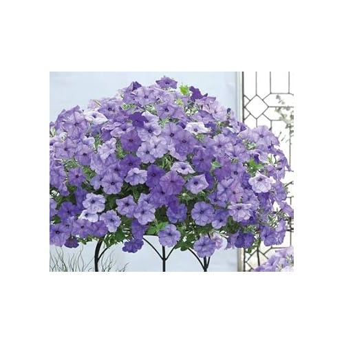 Hanging Petunia Seeds for Planting Light Lavender [neera-v5-5b5ff958fd77844578e2]