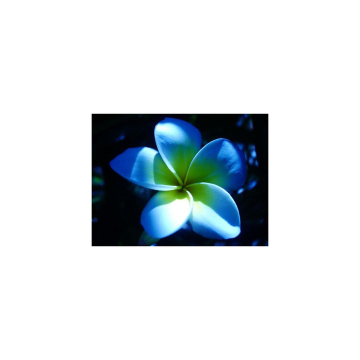 Blue Sky Frangipani Flower Heirloom Non Gmo Plumeria Unique Tropical Gardens Flower Seeds [neera-v5-5b675a1518629eb6d666]
