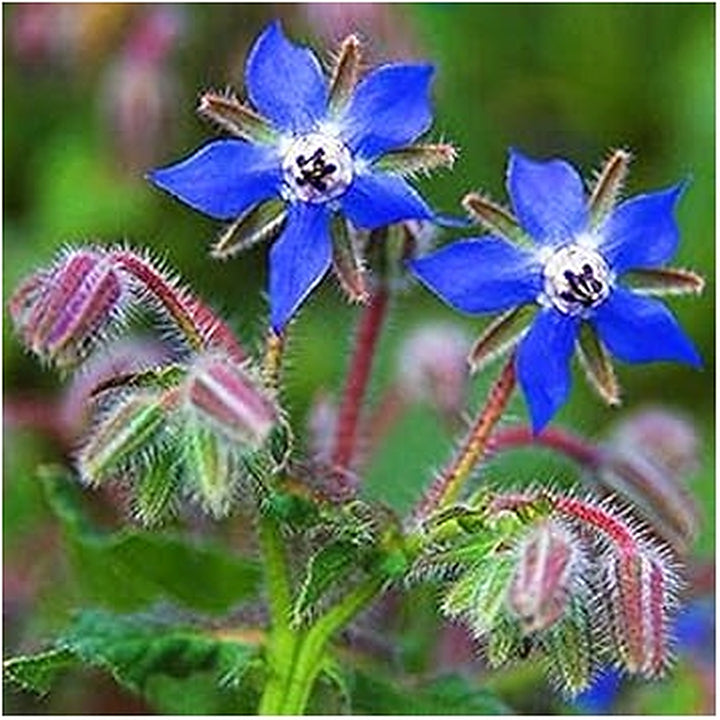 Borage Dark Blue Seeds for Planting [neera-v5-5b6ebdf1706f69103bee]