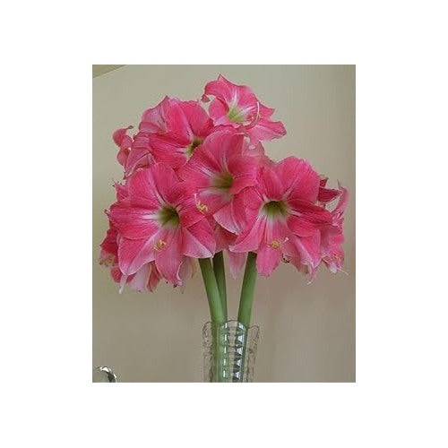 Heirloom Non-GMO Pink Hippeastrum Flower Seeds for Garden Planting | High Germination Organic Garden Seeds [neera-v5-5b7f4e19adfce2550a01]
