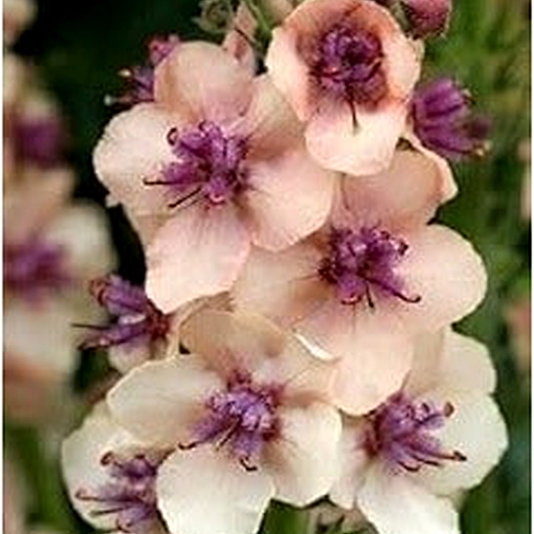 Antique Rose Verbascum Plant Seeds for Planting Non-GMO Heirloom Garden Seeds for Growing [neera-v5-5b8099ea816bf51072f2]