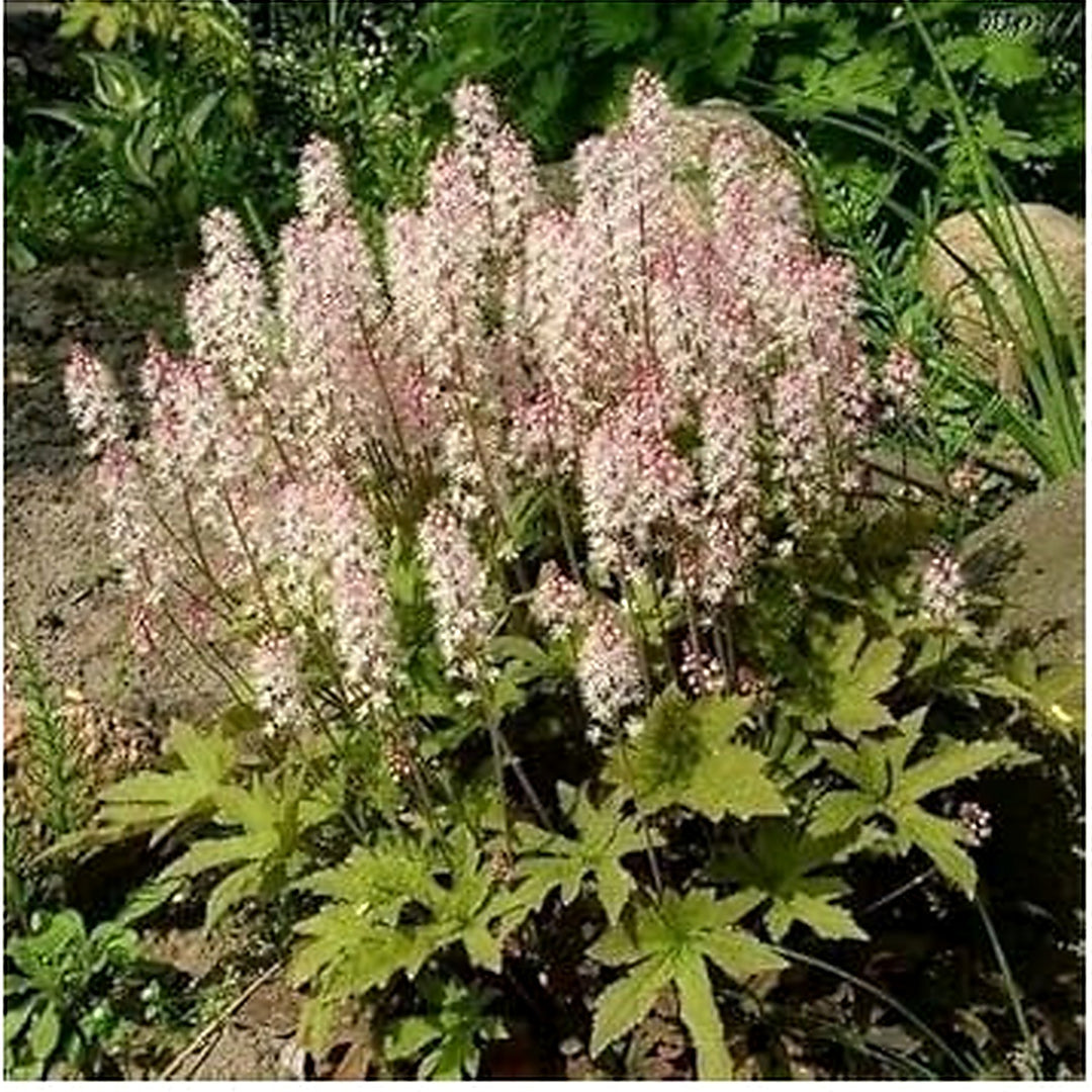 White Tiarella Foam Flower Planting Seeds for Garden [neera-v5-5b8a67feb89e5c5f30db]