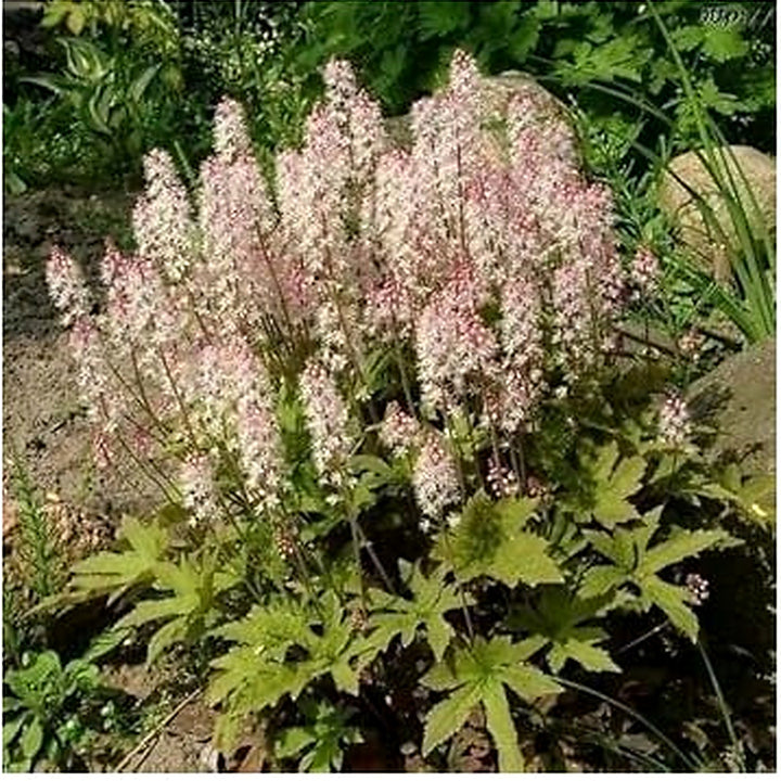 White Tiarella Foam Flower Planting Seeds for Garden [neera-v5-5b8a67feb89e5c5f30db]