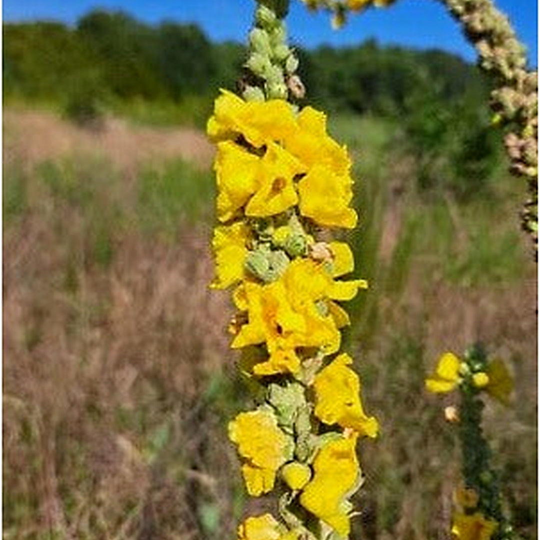 Mullein Planting Planting Verbascum Thapsus Common Mullein Medicinal Tea Heirloom Non Gmo [neera-v5-5b8a9abb919a37ca8985]