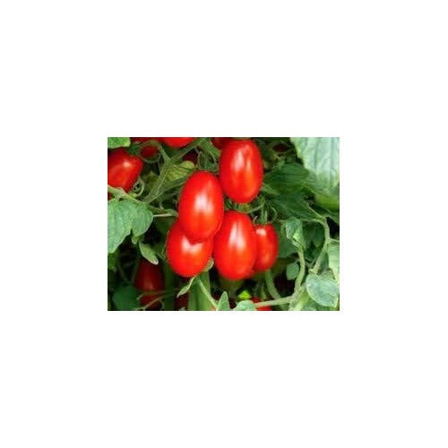 Red Tomato Seeds for Planting [neera-v5-5b934e491bbde9317365]