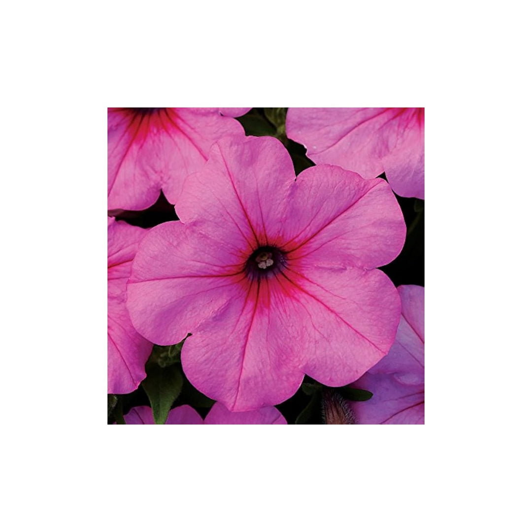 Pink Petunia Petunia Hybrida Wave Hot Neon Rose Flower For Planting Ideal For Hanging Baskets [neera-v5-5b9719543d7144c32afc]