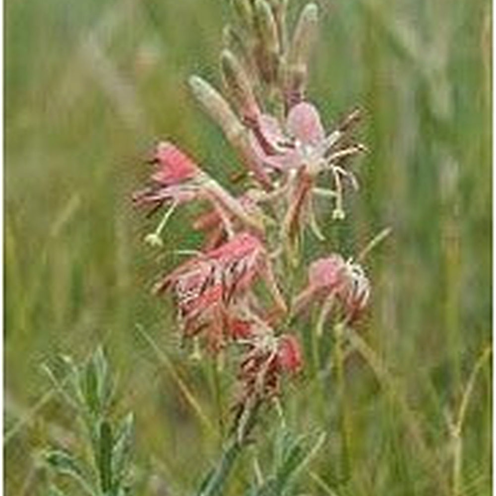 Red Gaura Flower Seeds for Planting [neera-v5-5b9b3008c41dbbb50cd4]