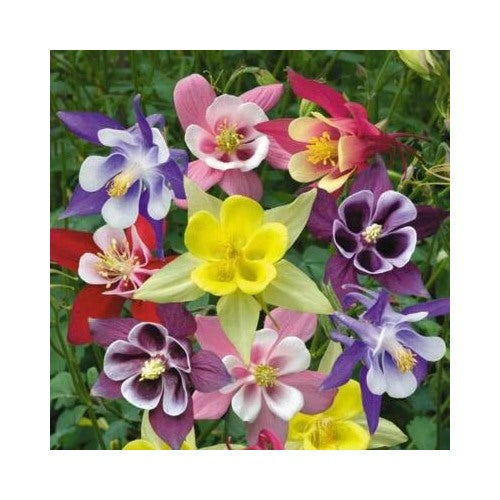 Mckana Giant Mix Columbine Planting Non Gmo Store Heirloom Perennial Pollinator Friendly Flower [neera-v5-5b9e5ec122fc920b13d7]