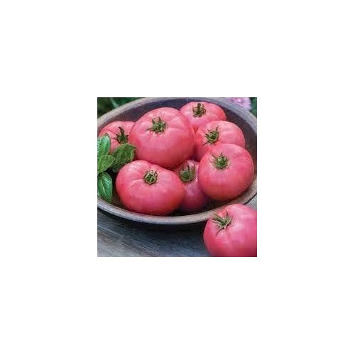 Light Pink Tomato Seeds for Planting [neera-v5-5bb40ed38bae8d55d7ee]
