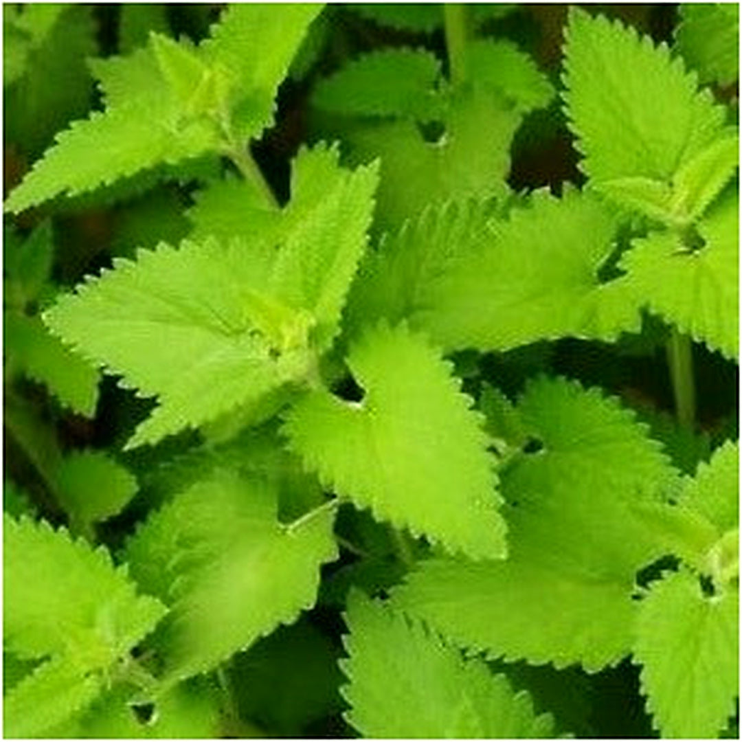 Green Catnip Plant Seeds for Planting [neera-v5-5bbf0cdc94dfd4642a48]