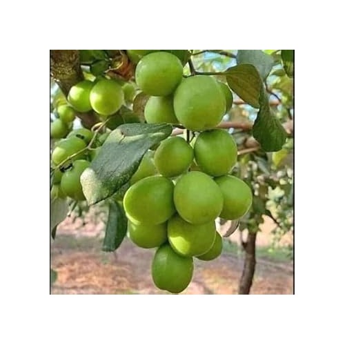 Jujube Apple Grafted Fruit Seeds for Planting [neera-v5-5bc682ebbec594e8d1cf]