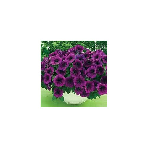 Purple Trailing Petunia Flower For Planting Cascading Fast Growing Hanging Basket Blooms Flower [neera-v5-5bcaff38a03317691fe1]