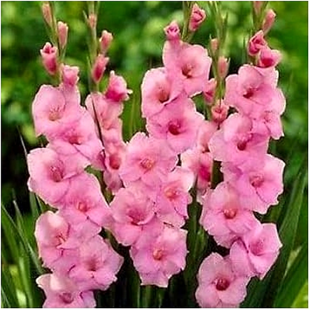 Baby Pink Gladiolus Flower Seeds for Planting [neera-v5-5bcc320ee3bf105bdab8]