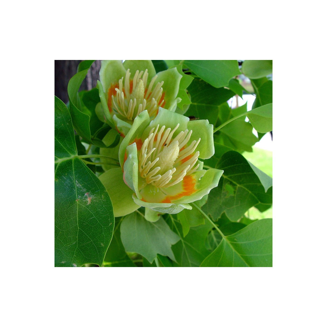 Liriodendron Tulipifera Flower For Planting Non Gmo Heirloom Fast Growing Trees Flower Seeds for [neera-v5-5bcee1379d3126434d83]
