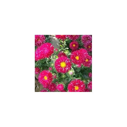 Pink Aster Callistephus Flower Seeds [neera-v5-5bd8e84b2ea5643e3e36]