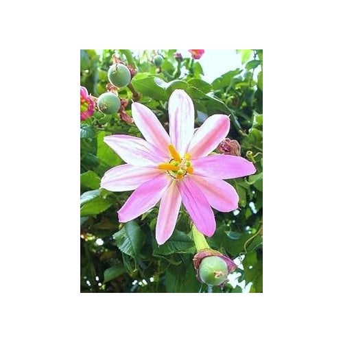 Yellow Passiflora Mollissima Fruit Seeds for Planting [neera-v5-5be12821502a86f02fc5]