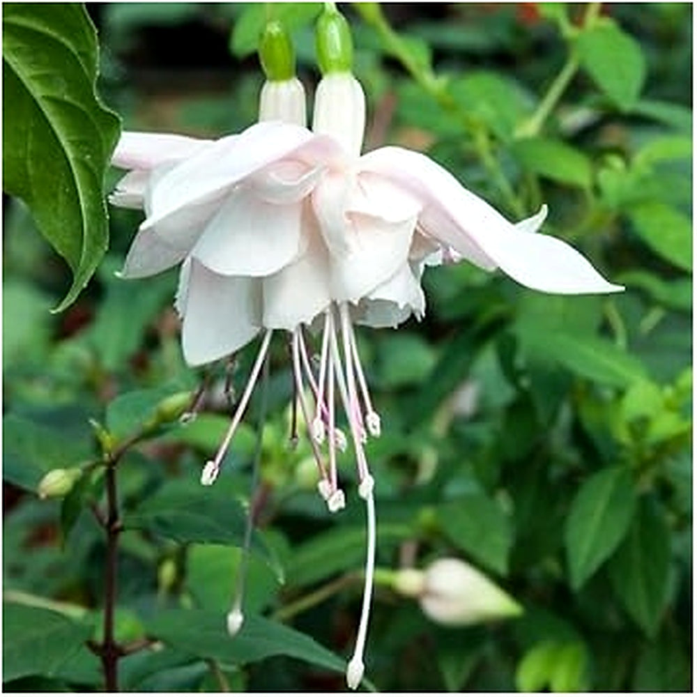 White Fuchsia Flower Seeds [neera-v5-5be4609e0b7d8888b201]