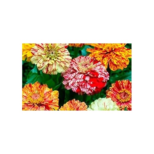 Heirloom Elegans Peppermint Flower Seeds [neera-v5-5be9681289ea57ac9194]