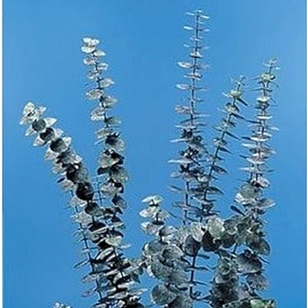 Green Eucalyptus Baby Blue Plant Seeds [neera-v5-5bf2d7036a082aac75a1]