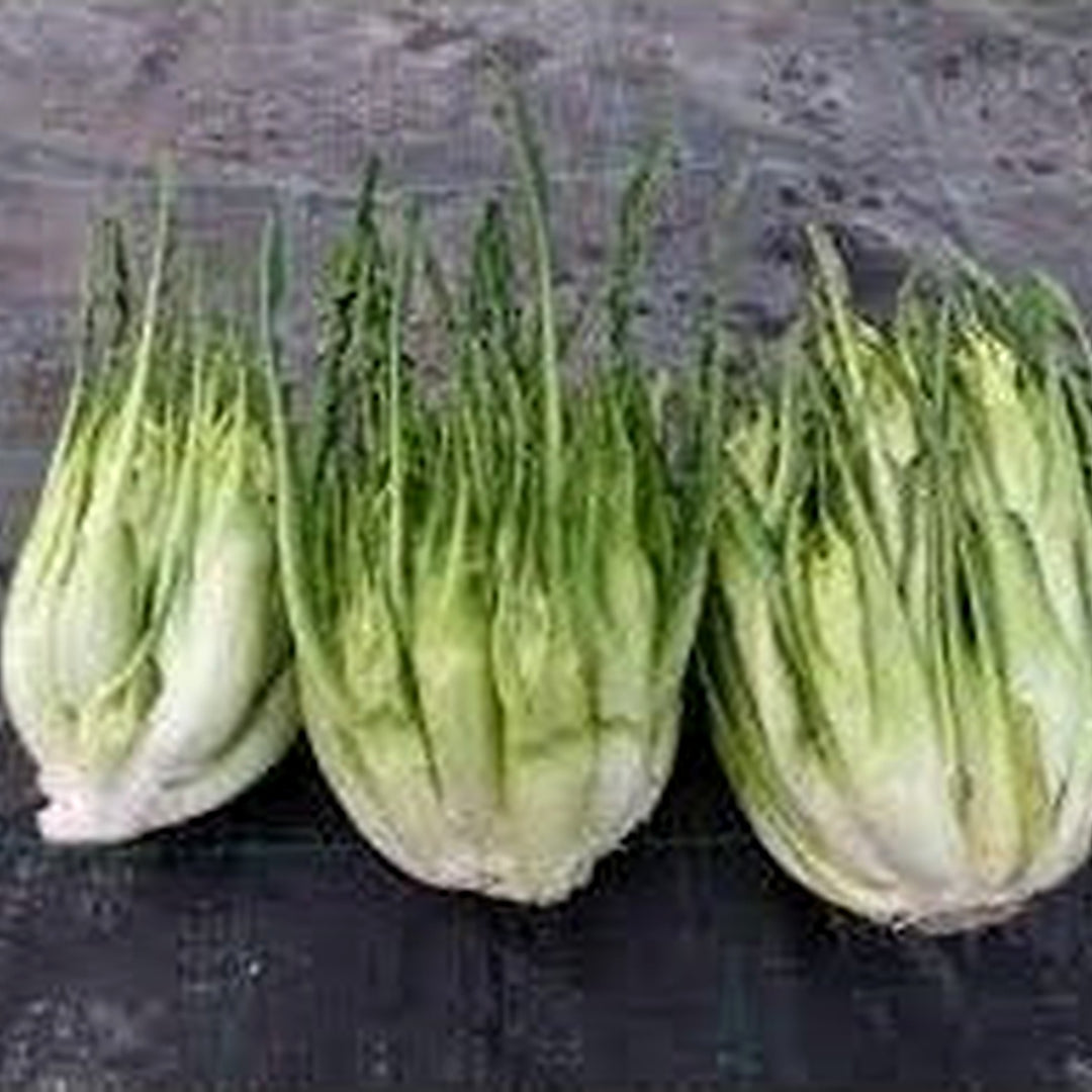 Chicorée Catalogne Plant Seeds for Planting [neera-v5-5bf4e34e0675744109a1]
