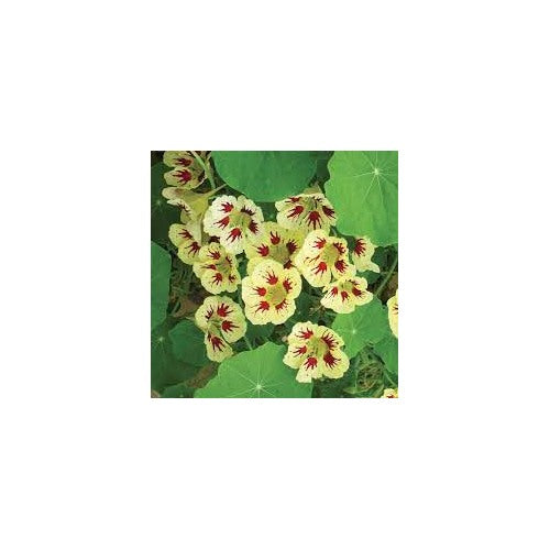 Heirloom Non-GMO Cream Pink Nasturtium Flower Seeds for Garden Planting [neera-v5-5bf9203a375521c30463]