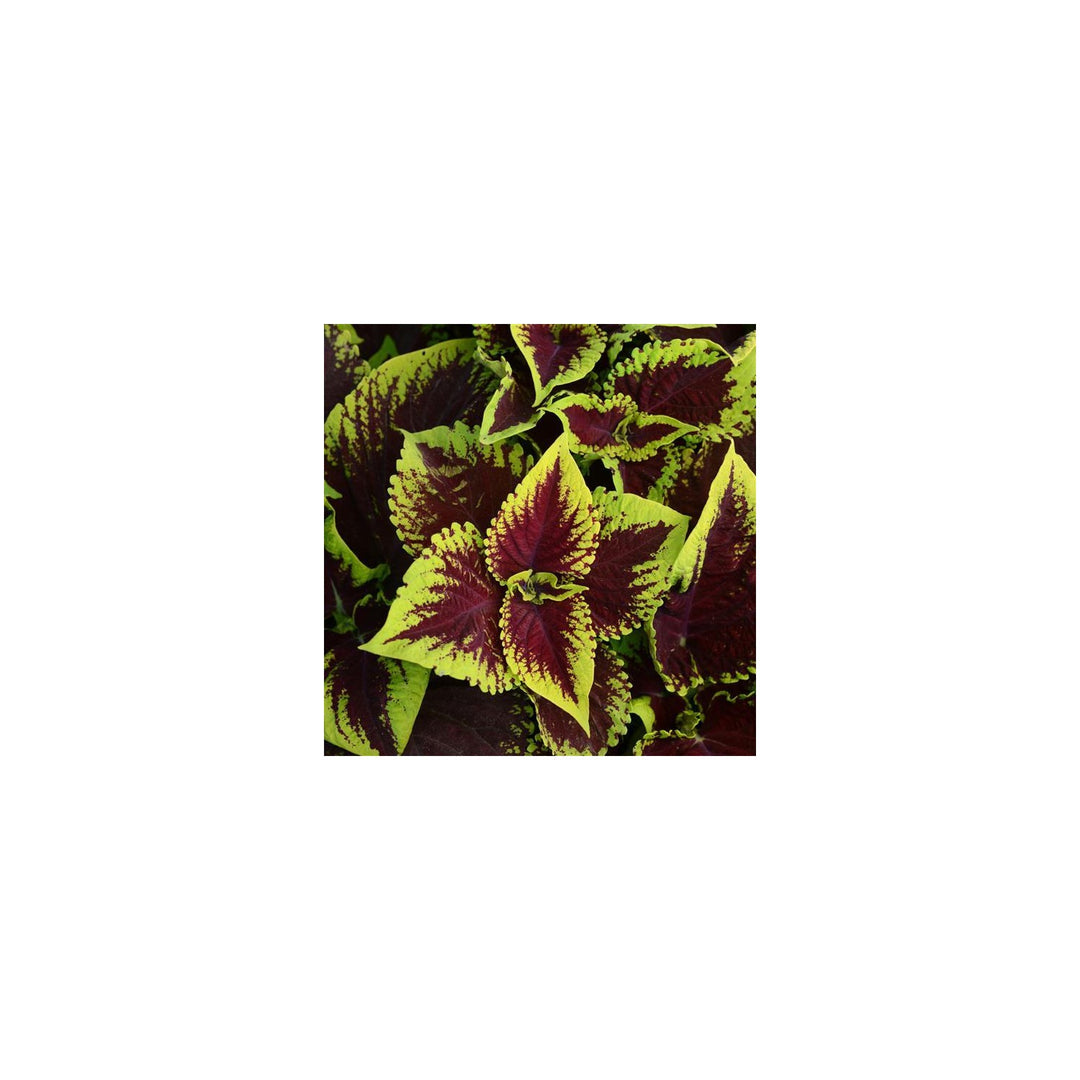 Heirloom Coleus Kong Scarlet Flower For Planting Beautiful Blooms Heirloom Flower Seeds for Home [neera-v5-5bfcc29d716d59163e50]