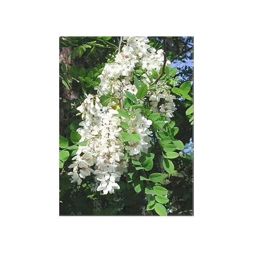 Robinia Flower Seeds for Planting [neera-v5-5c031a6d056268f2eb11]
