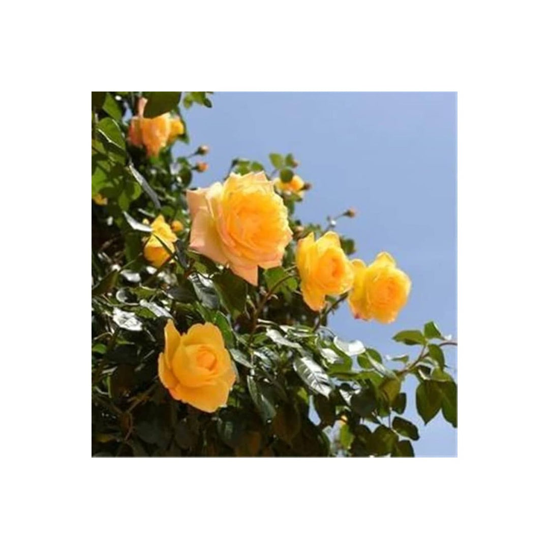 Rose Rosa Hybrida Gelbe Bush Flower For Planting In Backyard Garden Or Flowering Hedge Borders [neera-v5-5c0be48e227914075980]