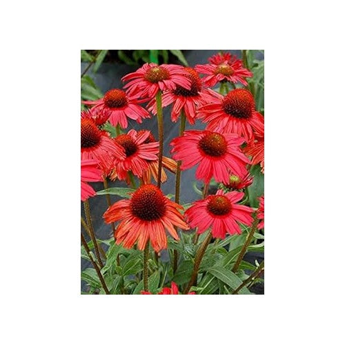 Heirloom Red Echinacea Coneflower Seeds for Planting [neera-v5-5c1c48f77870fb6e459c]