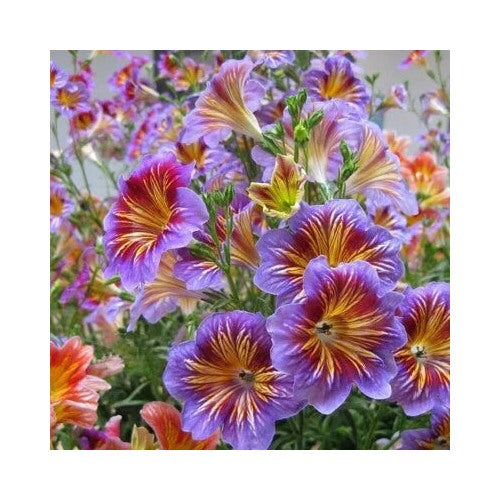 Chilean Morning Glory Planting Mixed Color Blooms Stunning Garden Heirloom Non Gmo Flower [neera-v5-5c29b5b312dea98f4f85]