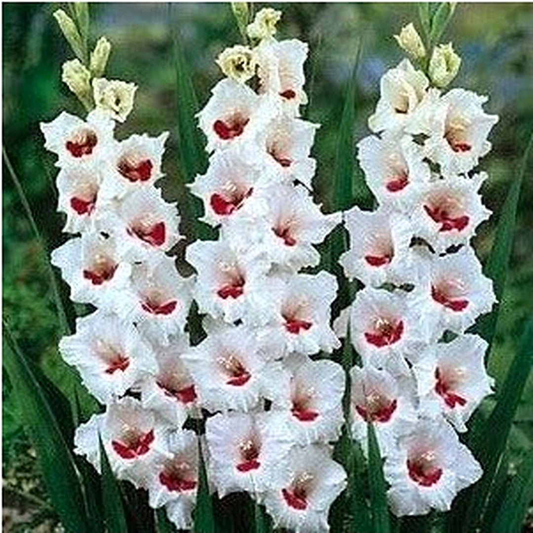 Organic Heirloom Red White Gladiolus Flower Seeds [neera-v5-5c326b8c0cce24602f3d]