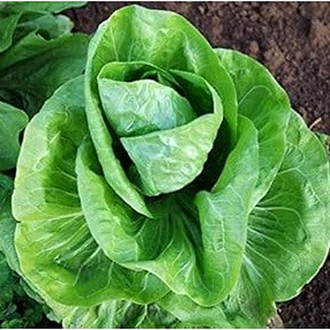 Green Endive Vegetable Seeds for Planting [neera-v5-5c3b644ac835709138c3]