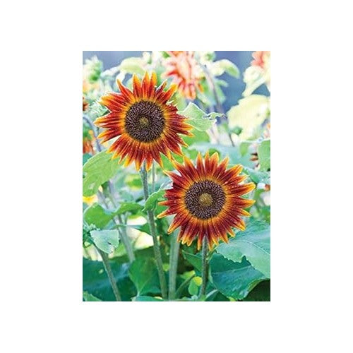 Yellow &amp; Red Sunflower Heirloom Non-GMO Seeds for Planting [neera-v5-5c41dfd49ce43605b3a0]