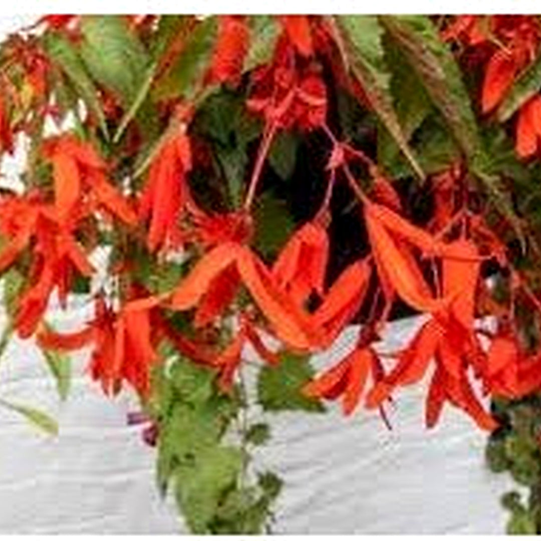 Boliviensis Flower Seeds for Planting [neera-v5-5c4e791ea431b486d5e2]