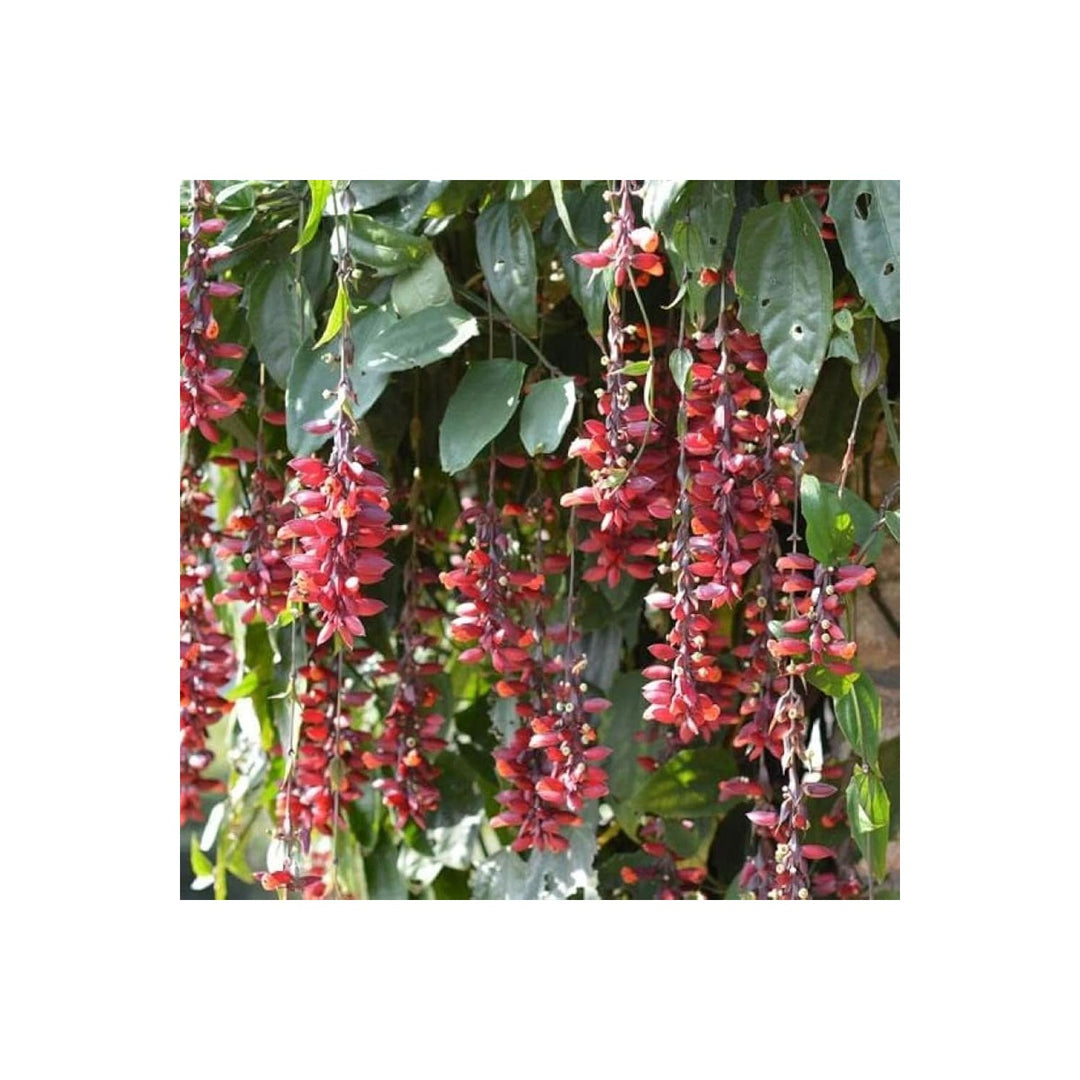 Heirloom Non Gmo Thunbergia Coccinea Flower For Planting Tropical Climbing Garden Blooms Flower [neera-v5-5c4ebce56bdef0bed073]