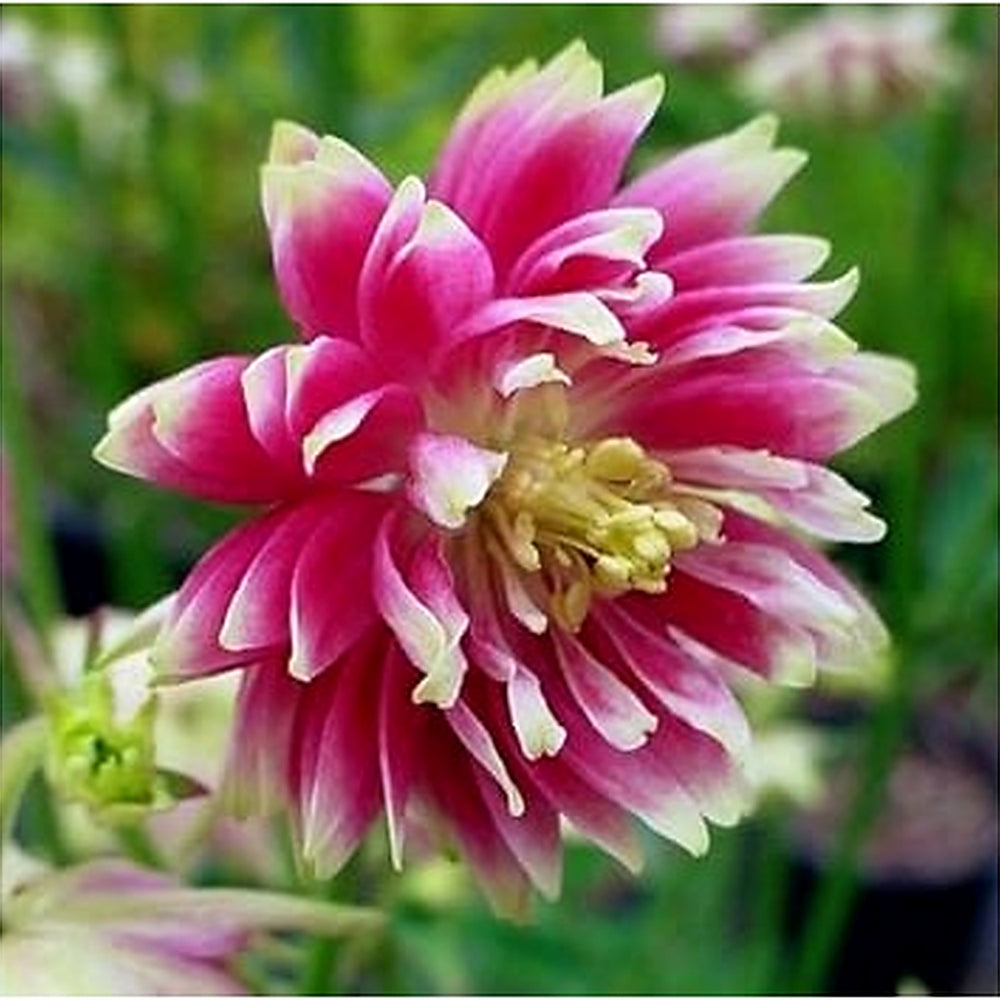 Heirloom Non-GMO Pink Nora Barlow Flower Seeds for Garden Planting [neera-v5-5c52287599a7167ed05e]