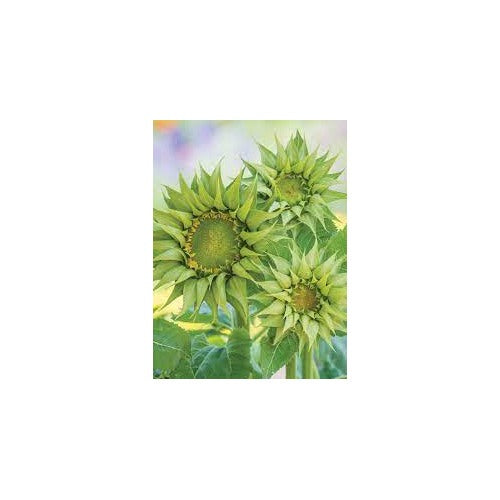 Green Sunflower Seeds for Planting [neera-v5-5c578e4fcddf05eaa39e]