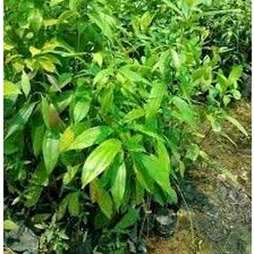 Cinnamon Plant Seeds [neera-v5-5c5f152f6718018c211b]